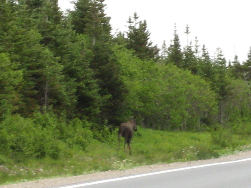 Moose at the side of the road