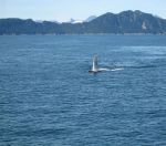 Humpback Whale Pectoral Fin