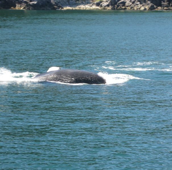 Humpback Whale Belly