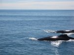 Humpback Whales