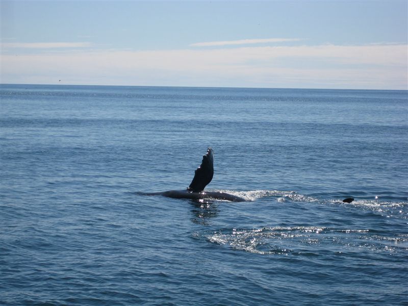 Humpback Whale Pectoral Fin