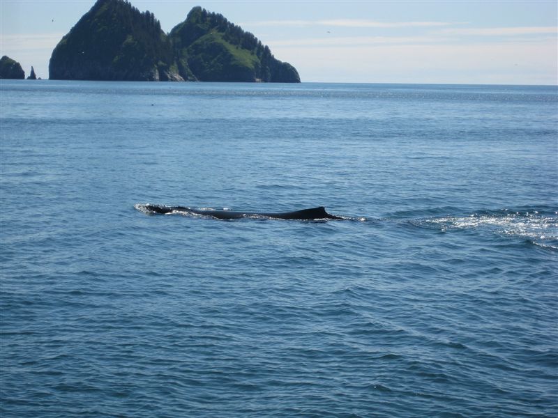 Humpback Whale