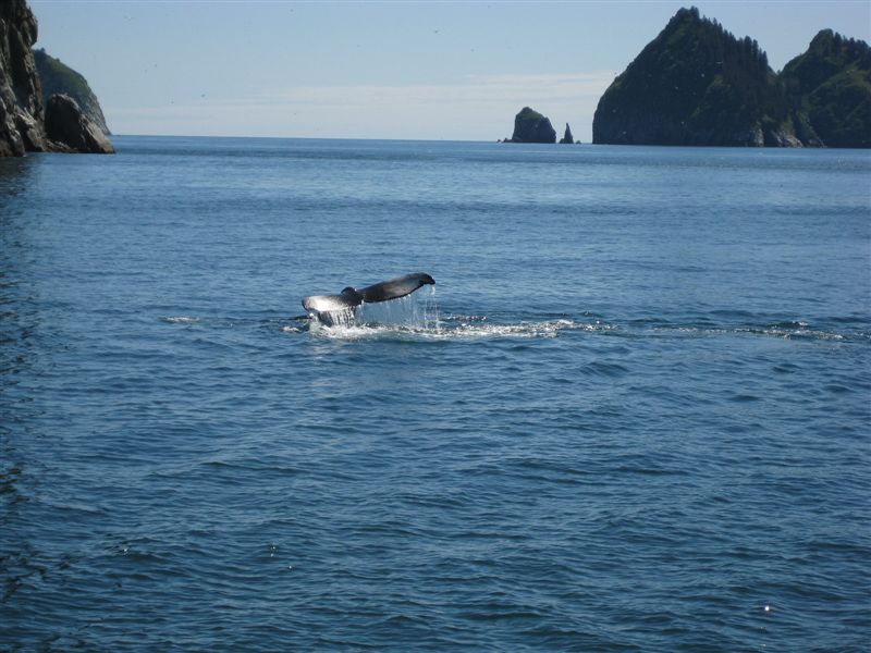 Humpback Whale Tail