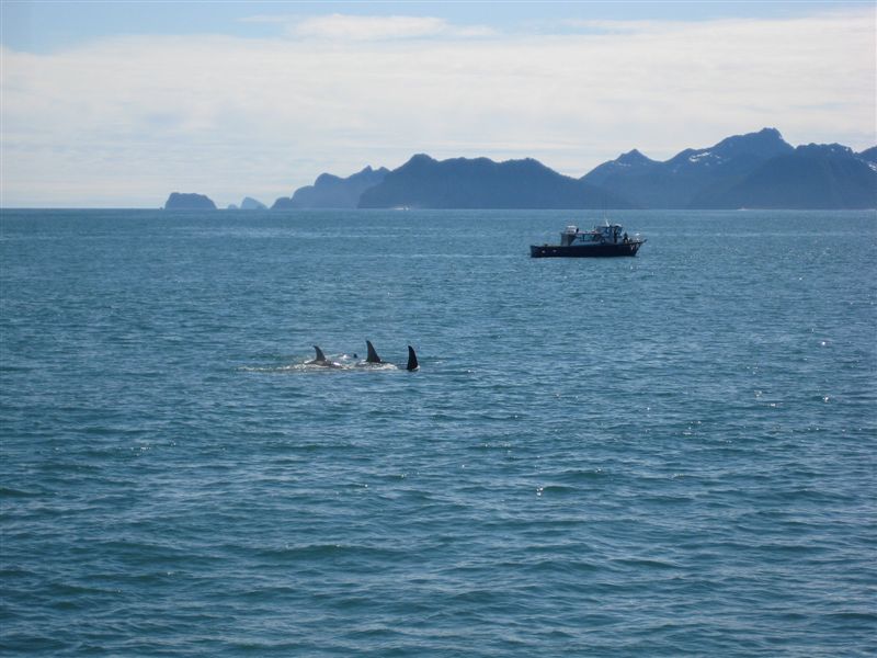 Orca (Killer) Whales