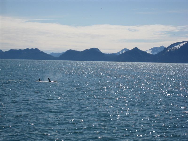 Orca (Killer) Whales