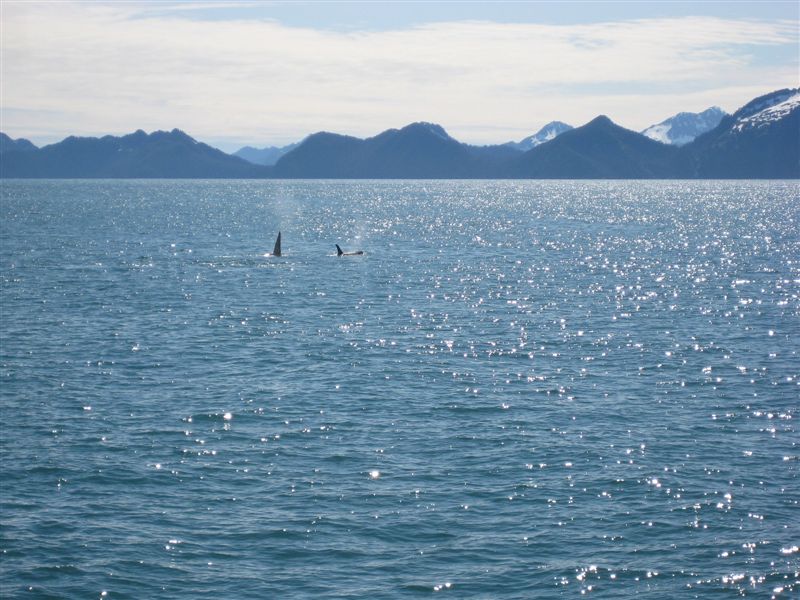 Orca (Killer) Whales