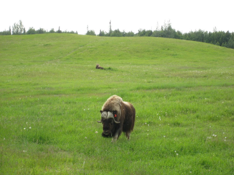 Musk Ox