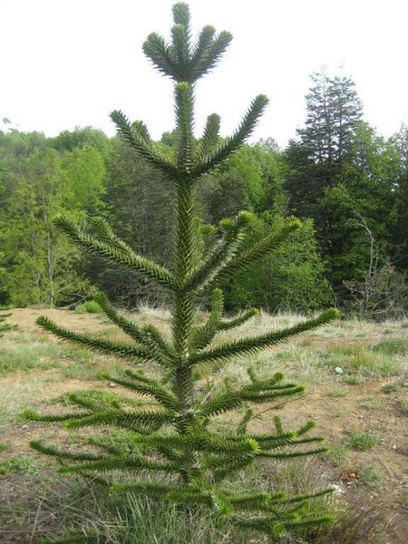 A small monkey puzzle tree