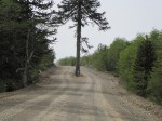 A large monkey puzzle tree splits the road