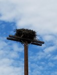 osprey-nest